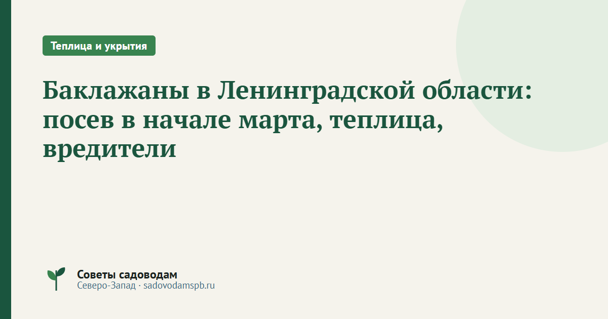 Баклажаны в Ленинградской области: посев в начале марта, теплица, вредители
