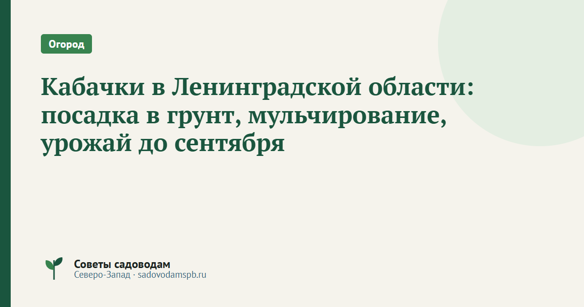 Кабачки в Ленинградской области: посадка в грунт, мульчирование, урожай до сентября