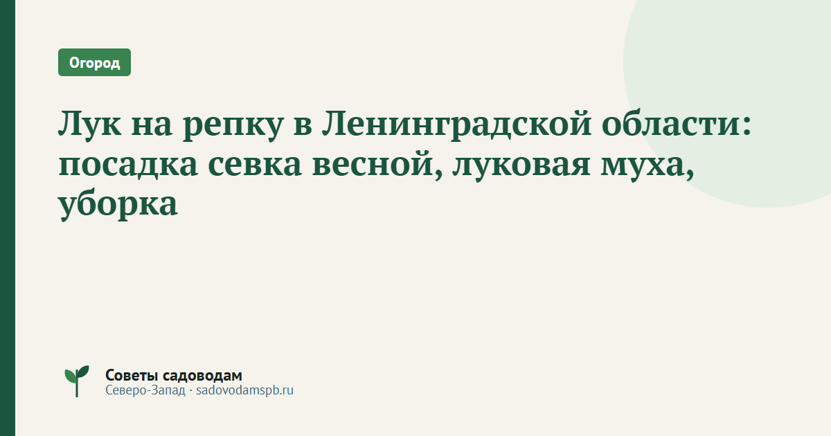 Лук на репку в Ленинградской области: посадка севка весной, луковая муха, уборка