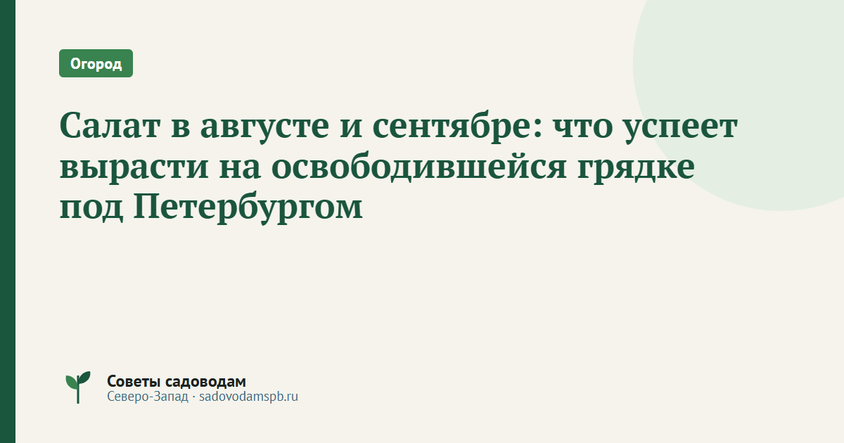Салат в августе и сентябре: что успеет вырасти на освободившейся грядке под Петербургом
