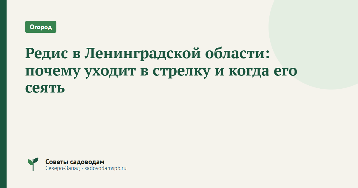 Редис в Ленинградской области: почему уходит в стрелку и когда его сеять