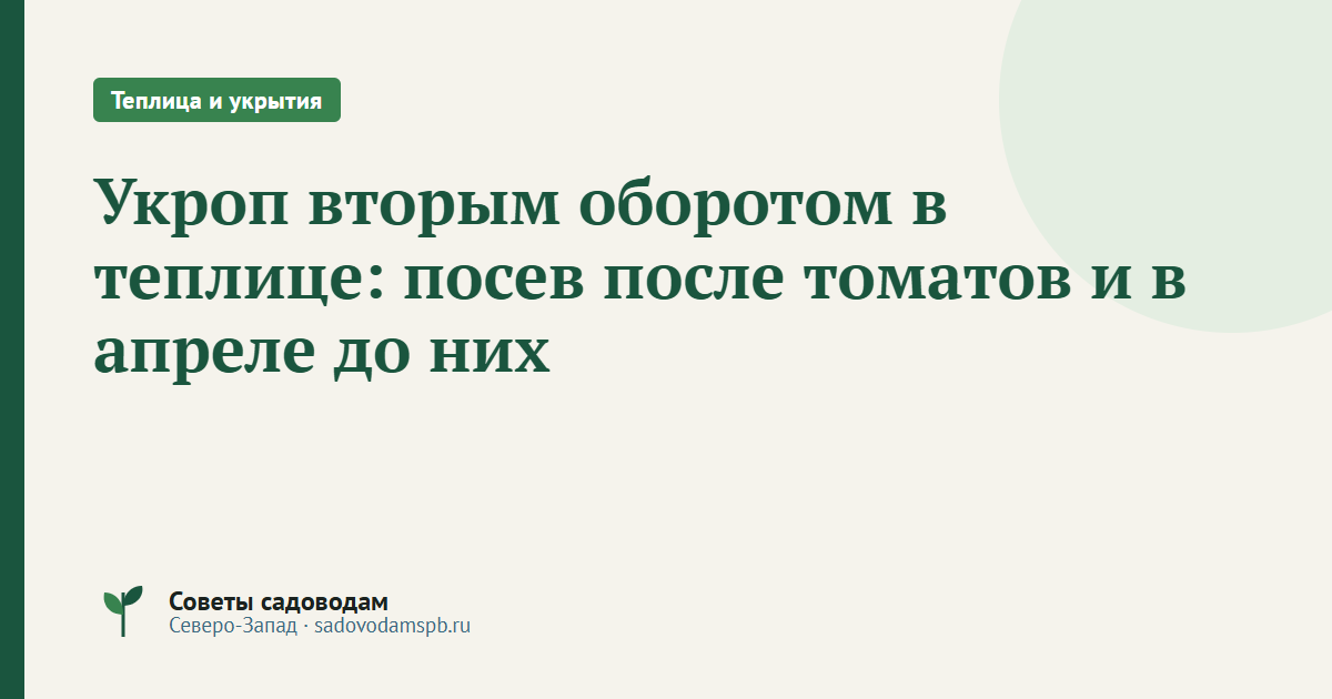 Укроп вторым оборотом в теплице: посев после томатов и в апреле до них