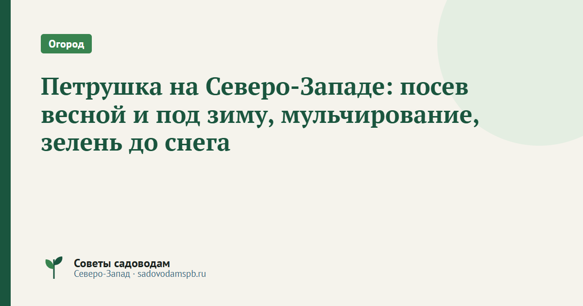 Петрушка на Северо-Западе: посев весной и под зиму, мульчирование, зелень до снега