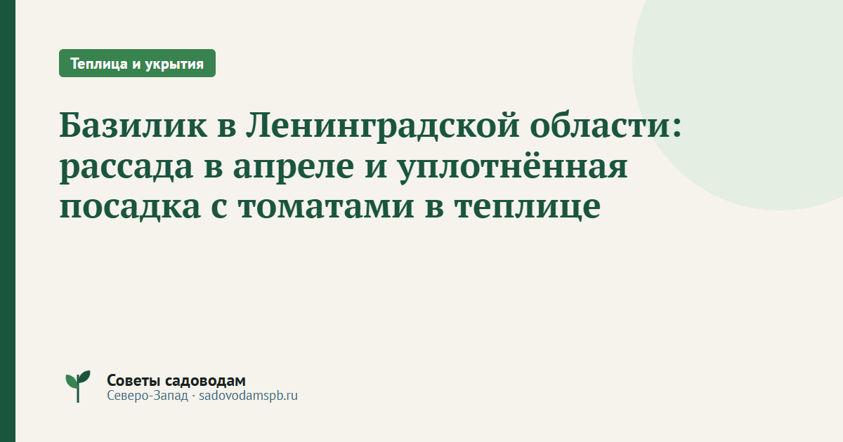 Базилик в Ленинградской области: рассада в апреле и уплотнённая посадка с томатами в теплице