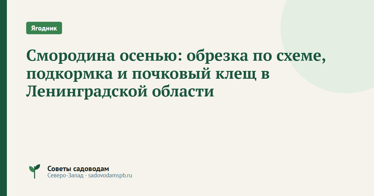 Смородина осенью: обрезка по схеме, подкормка и почковый клещ в Ленинградской области