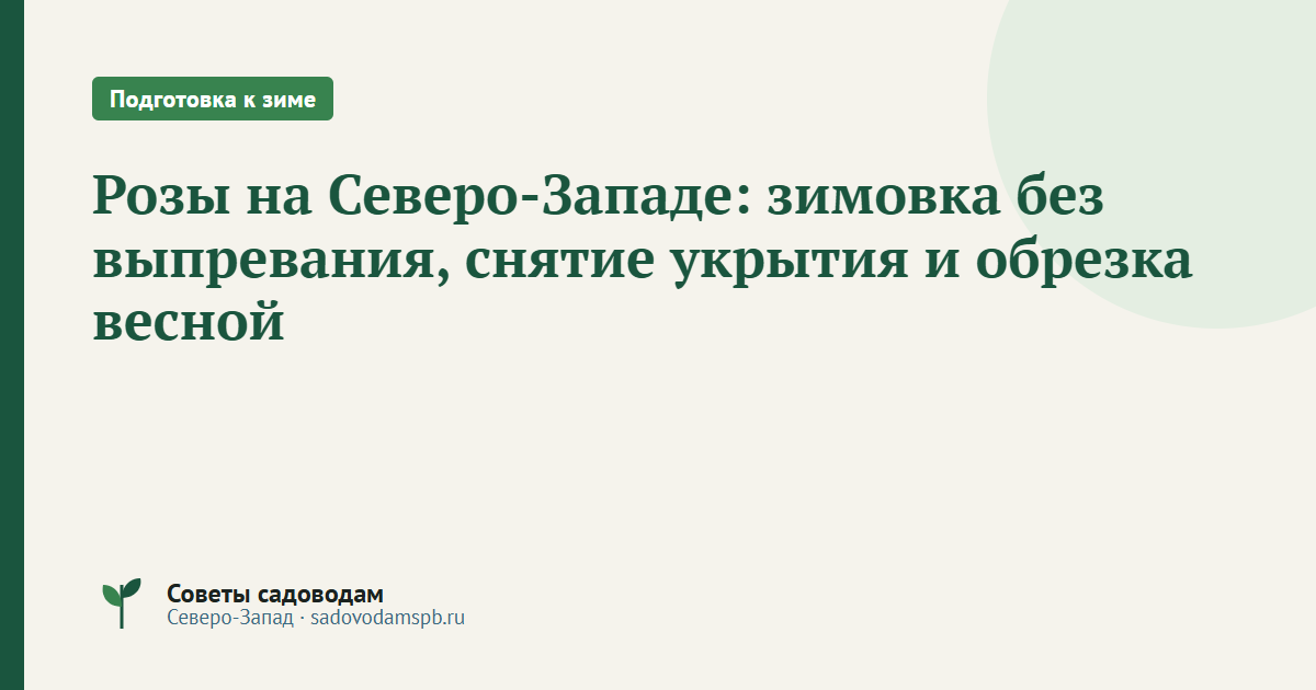 Розы на Северо-Западе: зимовка без выпревания, снятие укрытия и обрезка весной