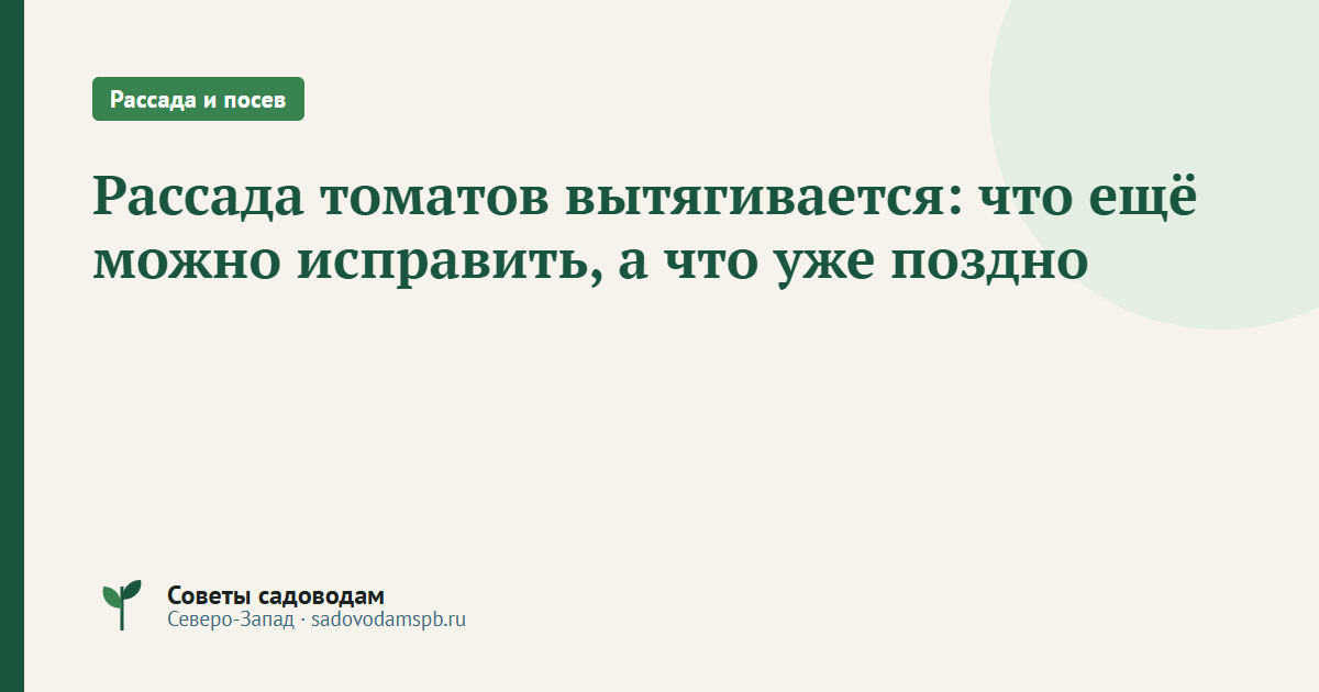 Рассада томатов вытягивается: что ещё можно исправить, а что уже поздно