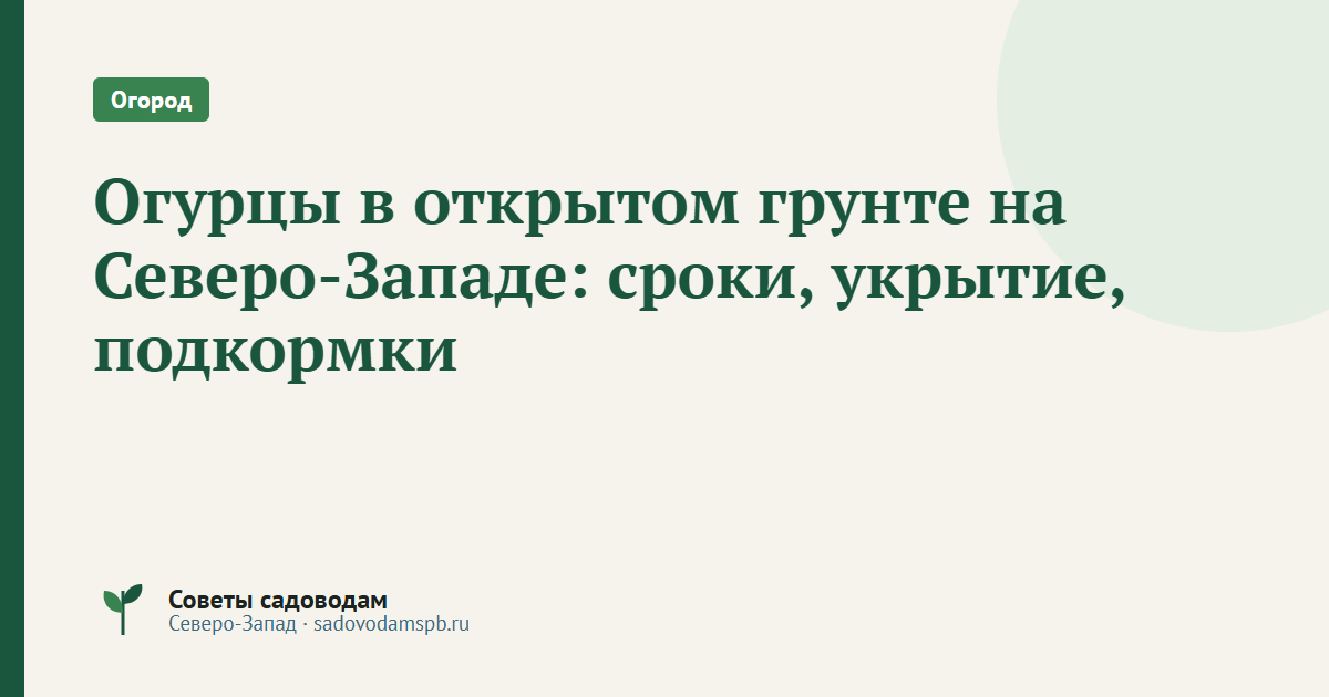 Огурцы в открытом грунте на Северо-Западе: сроки, укрытие, подкормки